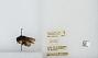 Bombus (Pyrobombus) ephippiatus