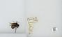 Bombus (Pyrobombus) ephippiatus