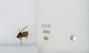 Bombus (Pyrobombus) flavescens