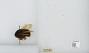 Bombus (Pyrobombus) flavescens