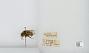 Bombus (Pyrobombus) flavifrons