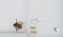 Bombus (Pyrobombus) flavifrons