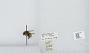 Bombus (Pyrobombus) flavifrons