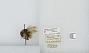 Bombus (Pyrobombus) flavifrons