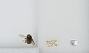 Bombus (Pyrobombus) flavifrons