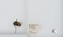 Bombus (Pyrobombus) flavifrons