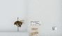Bombus (Pyrobombus) flavifrons
