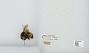 Bombus (Pyrobombus) flavifrons