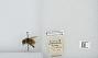 Bombus (Pyrobombus) flavifrons