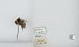 Bombus (Pyrobombus) frigidus