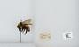 Bombus (Pyrobombus) huntii