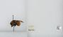 Bombus (Pyrobombus) huntii