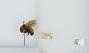 Bombus (Pyrobombus) huntii