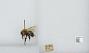 Bombus (Pyrobombus) hypnorum callidus