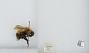 Bombus (Pyrobombus) hypnorum callidus