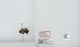 Bombus (Pyrobombus) impatiens
