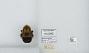 Bombus (Pyrobombus) impatiens