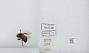 Bombus (Pyrobombus) impatiens
