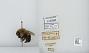 Bombus (Pyrobombus) impatiens