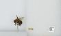 Bombus (Pyrobombus) impatiens