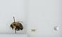 Bombus (Pyrobombus) impatiens