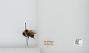 Bombus (Pyrobombus) jonellus