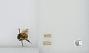 Bombus (Pyrobombus) melanopygus