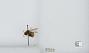 Bombus (Pyrobombus) melanopygus