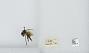 Bombus (Pyrobombus) melanopygus