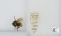 Bombus (Pyrobombus) melanopygus