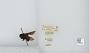 Bombus (Pyrobombus) mixtus