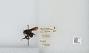 Bombus (Pyrobombus) mixtus