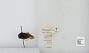 Bombus (Pyrobombus) mixtus