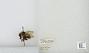 Bombus (Pyrobombus) mixtus