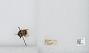 Bombus (Pyrobombus) mixtus