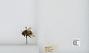 Bombus (Pyrobombus) mixtus