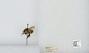 Bombus (Pyrobombus) mixtus