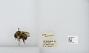 Bombus (Pyrobombus) mixtus