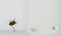 Bombus (Pyrobombus) mixtus