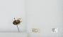 Bombus (Pyrobombus) mixtus