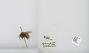 Bombus (Pyrobombus) mixtus