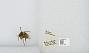 Bombus (Pyrobombus) mixtus