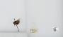 Bombus (Pyrobombus) mixtus