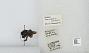 Bombus (Pyrobombus) mixtus