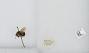 Bombus (Pyrobombus) mixtus