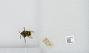 Bombus (Pyrobombus) mixtus