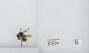 Bombus (Pyrobombus) mixtus