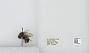 Bombus (Pyrobombus) mixtus