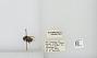 Bombus (Pyrobombus) mixtus