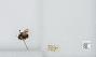 Bombus (Pyrobombus) mixtus